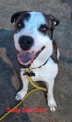 Shelter Stray Female Dog last seen Near BLOCK LISBON LANE, 3528 Newburg Rd, Louisville, KY 40218, USA