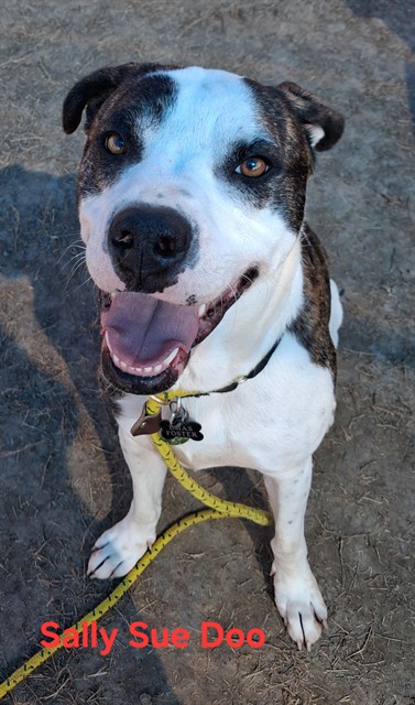 Shelter Stray Female Dog last seen Near BLOCK LISBON LANE, 3528 Newburg Rd, Louisville, KY 40218, USA