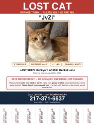 Reunited Male Cat last seen Near becket lane, Naperville, IL 60564