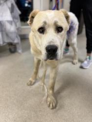Shelter Stray Male Dog last seen Near BLOCK CAJALCO RD, PERRIS, CA, 6851 Van Buren Boulevard, Jurupa Valley, CA 92509, USA