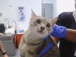 Shelter Stray Female Cat last seen CHARLOTTE, 8315 Byrum Dr, Charlotte, NC 28217, USA