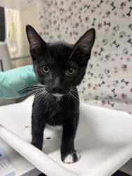 Shelter Stray Female Cat last seen Near BLOCK PEACOCK LN, RIVERSIDE CA 92505, 6851 Van Buren Boulevard, Jurupa Valley, CA 92509, USA