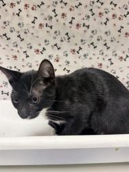 Shelter Stray Male Cat last seen Near BLOCK PEACOCK LN, RIVERSIDE CA 92505, 6851 Van Buren Boulevard, Jurupa Valley, CA 92509, USA