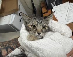 Shelter Stray Female Cat last seen PASEO DE ZAMORA LA CIENEGA SF NM 8750I, 100 Caja Del Rio Rd, Santa Fe, NM 87507, USA