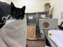 Shelter Stray Female Cat last seen Near BLOCK MANN ST, SANTA FE, 100 Caja Del Rio Rd, Santa Fe, NM 87507, USA