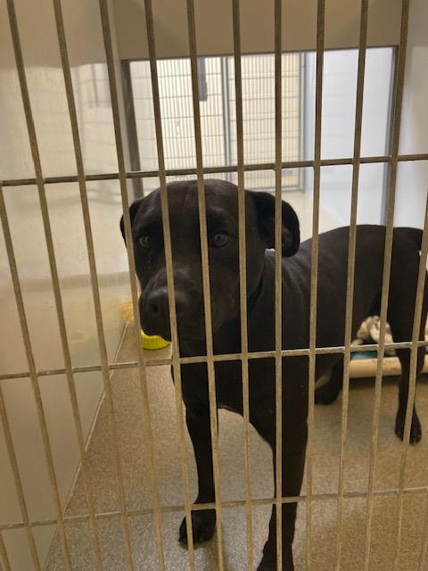 Shelter Stray Female Dog last seen Near BLOCK W COVENT PINE DR, 4522 W 3500 S, West Valley City, UT 84120, USA