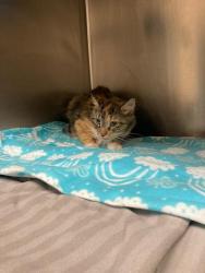 Shelter Stray Female Cat last seen Near BLOCK W BRITTNEY DOWNS DR, 4522 W 3500 S, West Valley City, UT 84120, USA