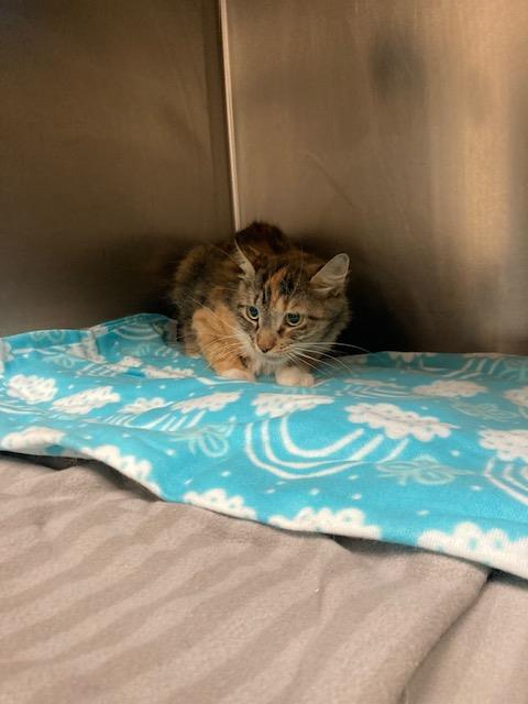 Shelter Stray Female Cat last seen Near BLOCK W BRITTNEY DOWNS DR, 4522 W 3500 S, West Valley City, UT 84120, USA
