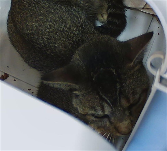 Shelter Stray Male Cat last seen ASTER AVE, 19640 Dogpatch Ln, Land O' Lakes, FL 34638, USA