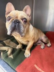 Shelter Stray Female Dog last seen , 957 N Gaffey St, San Pedro, CA 90731, USA