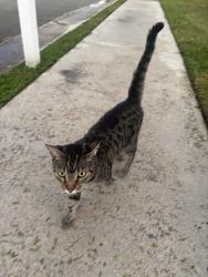 Found/Stray Unknown Cat last seen Home, Boca Raton, FL 33428