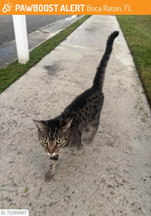 Found/Stray Unknown Cat last seen Home, Boca Raton, FL 33428