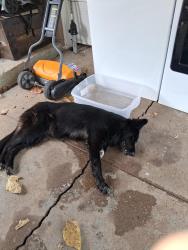 Found/Stray Unknown Dog last seen Motley Drive, Mesquite, TX 75150