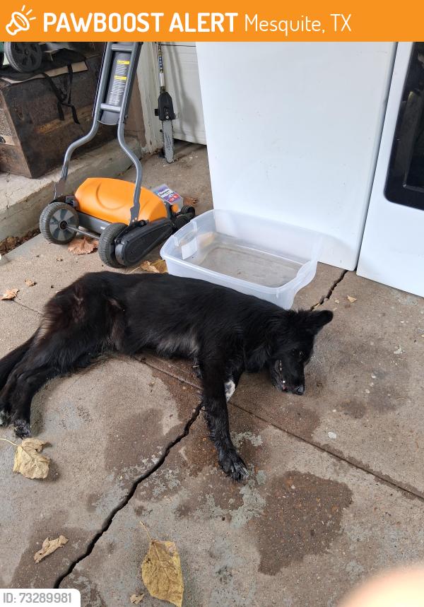 Found/Stray Unknown Dog last seen Motley Drive, Mesquite, TX 75150