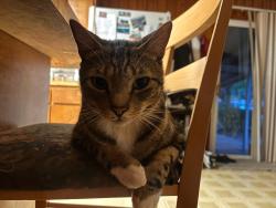 Lost Male Cat last seen Chocktow beach, Walton County, FL 32439