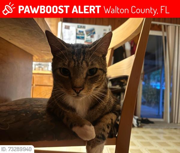 Lost Male Cat last seen Chocktow beach, Walton County, FL 32439