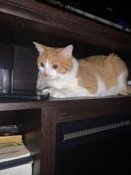Lost Male Cat last seen University ave, Lowell, MA 01854