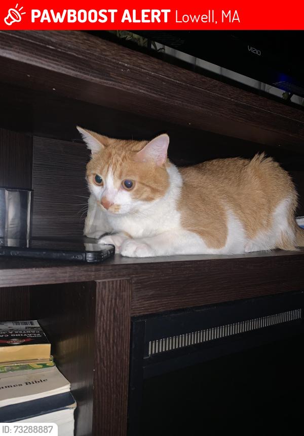 Lost Male Cat last seen University ave, Lowell, MA 01854