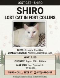 Reunited Female Cat last seen Near Crescent Dr, Fort Collins, CO 80526, USA, Fort Collins, CO 80526