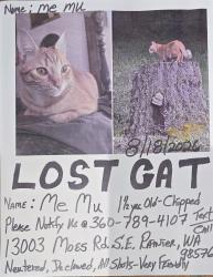 Lost Male Cat last seen Moes Rd SE and 133 Ave SE, Rainier, WA 98576