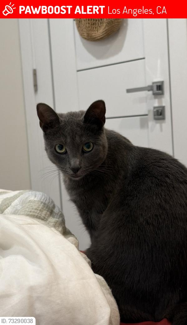 Lost Female Cat last seen Riderwood Dr and Foothill Blvd, Los Angeles, CA 91040