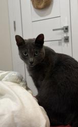 Lost Female Cat last seen Riderwood Dr and Foothill Blvd, Los Angeles, CA 91040