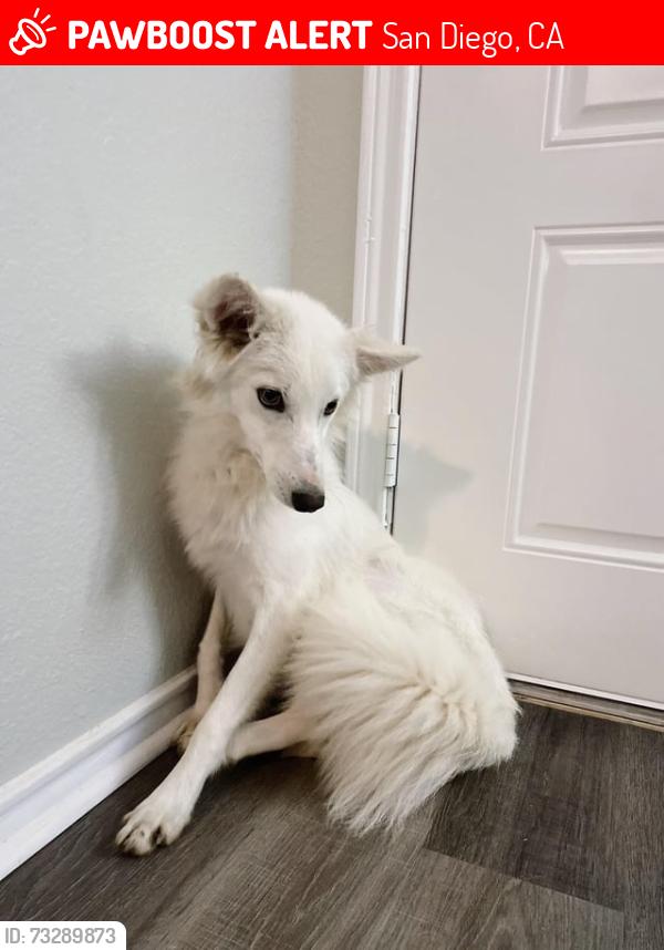 Lost Female Dog last seen Imperial, 19th St/Freeway 17th St, San Diego, CA 92101