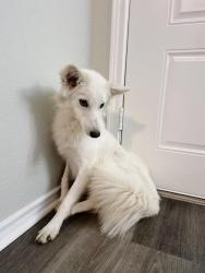 Lost Female Dog last seen Imperial, 19th St/Freeway 17th St, San Diego, CA 92101