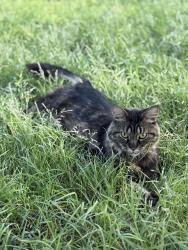 Lost Female Cat last seen Piedras St, El Paso, TX 79930
