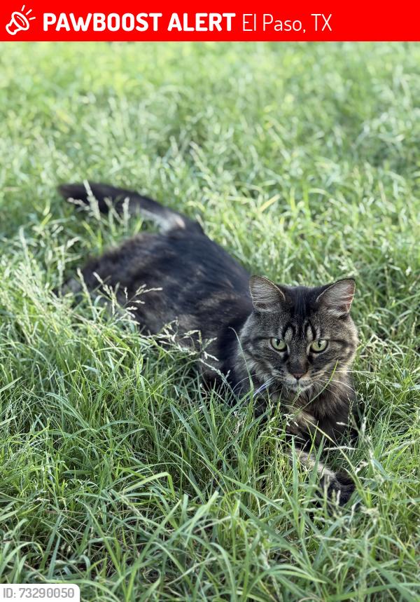 Lost Female Cat last seen Piedras St, El Paso, TX 79930