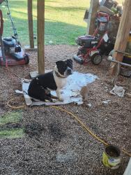 Reunited Male Dog last seen Gatewood Way, James Huff, Old Athens Hwy, Monroe, GA 30656