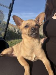 Lost Female Dog last seen Sierra sage golf course hole 4, silver lake rd, Halladale dr, Reno, NV 89506