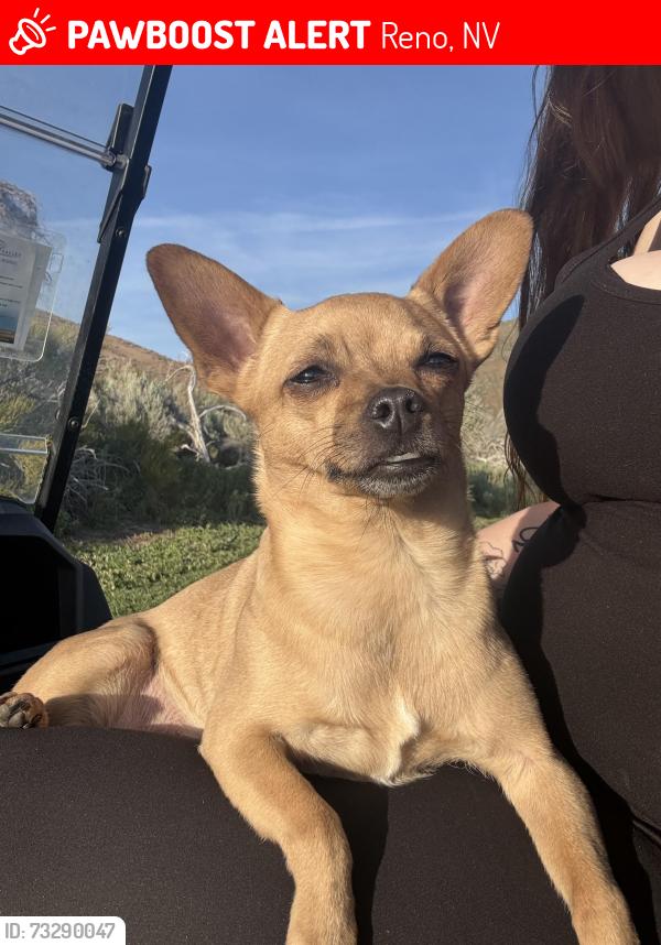 Lost Female Dog last seen Sierra sage golf course hole 4, silver lake rd, Halladale dr, Reno, NV 89506
