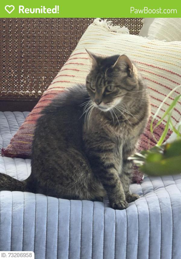 Reunited Male Cat last seen Greenbriar Drive, Clearwater, FL 33763