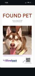 Found/Stray Male Dog last seen Near N 12th St Phoenix, AZ 85006 United States, Phoenix, AZ 85006