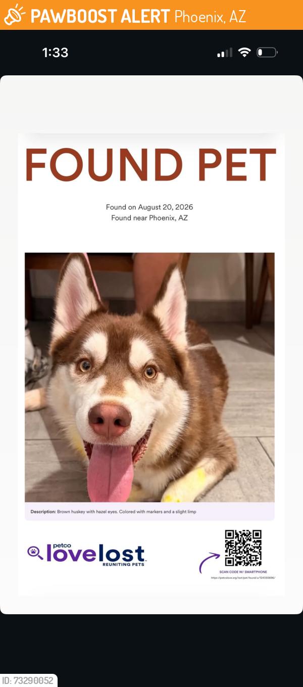 Found/Stray Male Dog last seen Near N 12th St Phoenix, AZ 85006 United States, Phoenix, AZ 85006