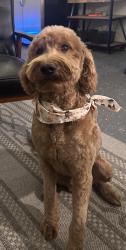 Reunited Male Dog last seen Harding St, Riverside, CA 92506, USA, Riverside, CA 92506