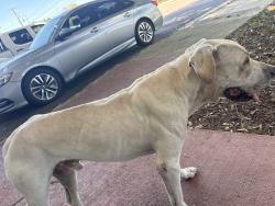 Found/Stray Male Dog last seen Near Mission Rd Unit 200 San Antonio, TX 78214 United States, San Antonio, TX 78214
