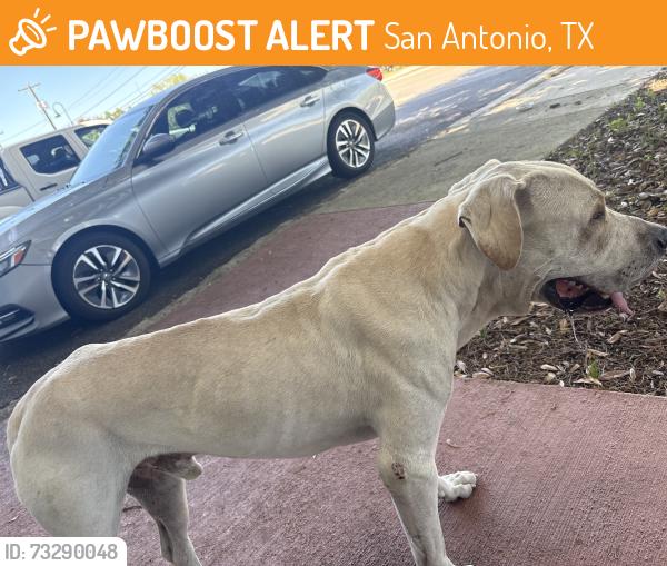 Found/Stray Male Dog last seen Near Mission Rd Unit 200 San Antonio, TX 78214 United States, San Antonio, TX 78214