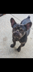 Lost Male Dog last seen John street, Geismar, LA 70734
