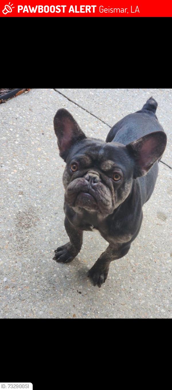 Lost Male Dog last seen John street, Geismar, LA 70734
