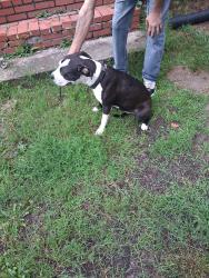 Reunited Female Dog last seen Near 3rd Street Riverdale, maryland 20737, East Riverdale, MD 20737