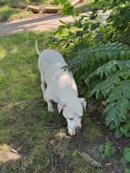 Reunited Female Dog last seen Not far from Cleveland elementary, Cedar Rapids, IA 52405