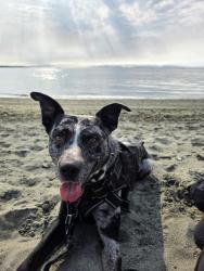 Reunited Male Dog last seen Burnside Road, Victoria, BC V8Z 3V5