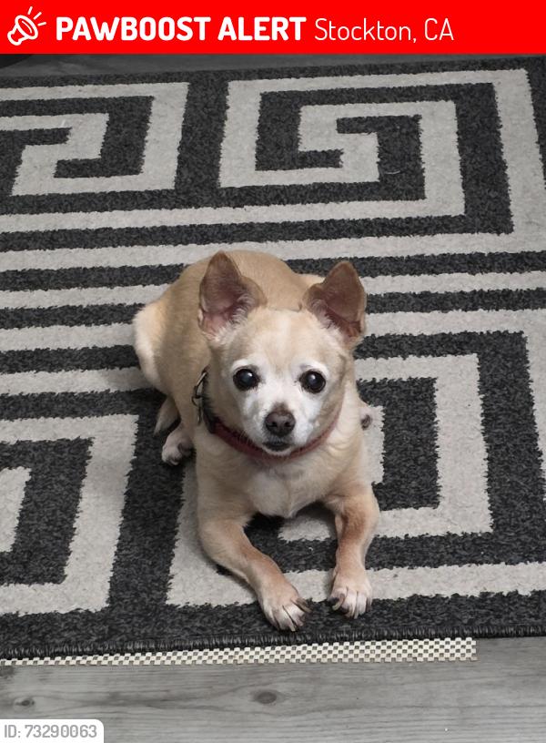 Lost Female Dog last seen Weston Ranch, Got out on William Moss. May be wandering around Carolyn Weston Blvd close to home., Stockton, CA 95206
