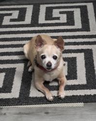 Lost Female Dog last seen Weston Ranch, Got out on William Moss. May be wandering around Carolyn Weston Blvd close to home., Stockton, CA 95206