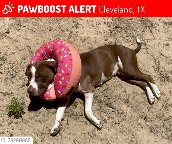 Lost Female Dog last seen Near, Cleveland, TX 77327