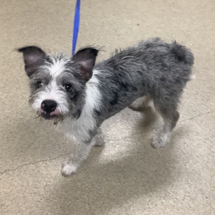Shelter Stray Female Dog last seen Near E PRINCE ST, East District, TX, 355 Hillshire Dr, Haslet, TX 76052, USA