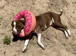 Lost Female Dog last seen Near, Cleveland, TX 77327