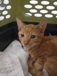 Shelter Stray Male Cat last seen Near Glenridge Drive NE, Atlanta, GA, 1251 Fulton Industrial Blvd NW, Atlanta, GA 30336, USA